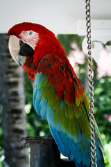 Portrait eines Papagais, Ara 