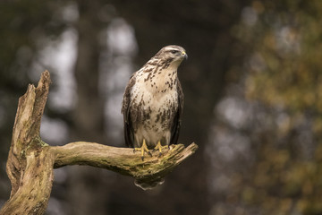 Buzzard