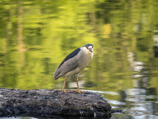  black-crowned night heron,Nycticorax nycticorax