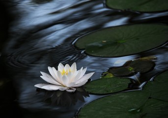  Melancholy of water lily