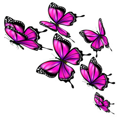 beautiful pink butterflies, isolated  on a white