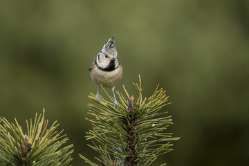 Crested Tit