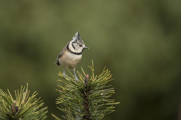 Crested Tit