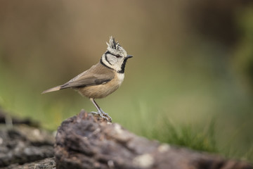 Crested Tit