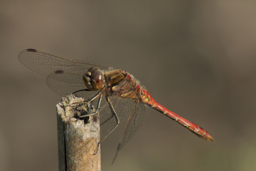 Dragonfly