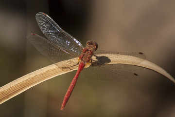 Dragonfly