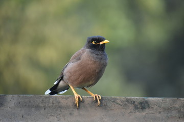 Common Myna 