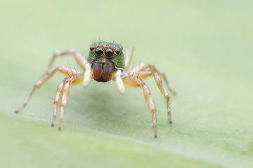 Super Macro Cosmophasis or Jumping spider on green leaf
