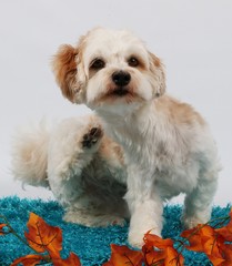 kleiner Havaneser im Studio