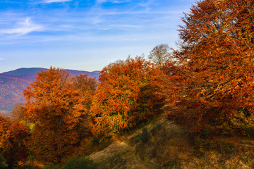 Fototapeta premium Beautiful autumn landscape with colorful oaks
