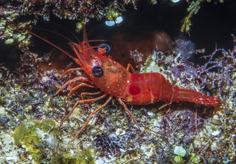 Peppermint shrimp on coral reef