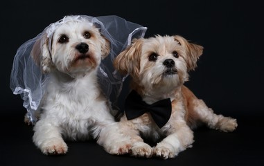 kleines tierisches Hochzeitspaar im Studio
