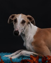 windhund Portrait im Studio