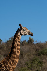 Giraffe and blue sky