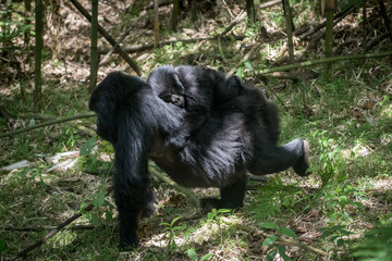 Baby mountain gorilla