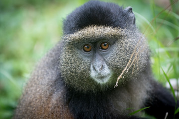 Portrait of golden monkey