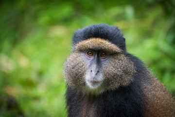 Portrait of golden monkey