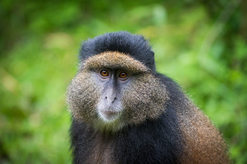 Portrait of golden monkey