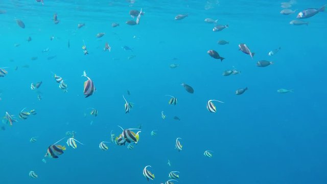 ein Schwarm Wimpelfische schwimmt im Meer