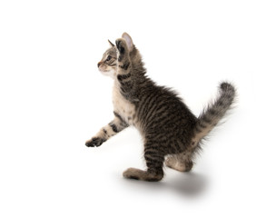 Cute tabby kitten