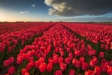 Color of Holland. Tulips fields.