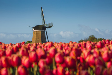 Color of Holland. Tulips fields.