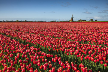 Fototapeta premium Color of Holland. Tulips fields.