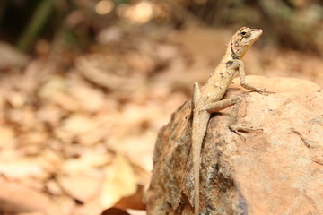 Lizard - Dudhganga Falls