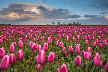 Color of Holland. Tulips fields.