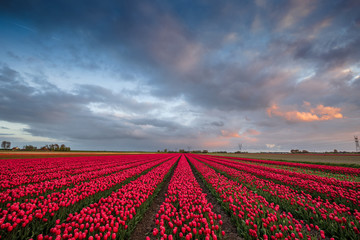 Color of Holland. Tulips fields.