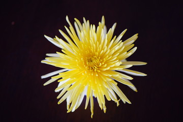 A giant Tokyo white and yellow chrysanthemum flower in a bud vase