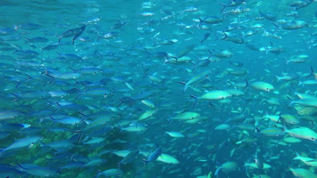ein sehr gro&szlig;er schwarm fische schwimmt im Ozean