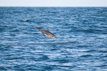 Tumbling dolphin
