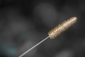 close up of grass flower in blurred black background