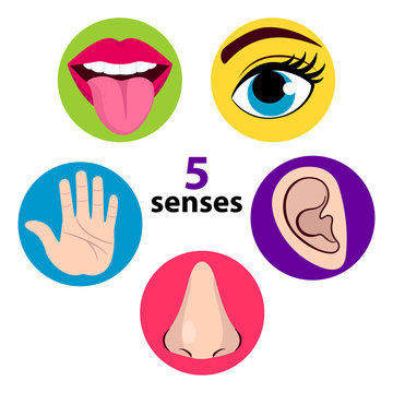 Set of five human senses: vision (eye), smell (nose), hearing (ear), touch (hand), taste (mouth with tongue) . Vector illustration isolated on white background