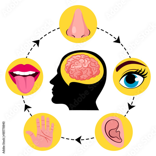 "Set of five human senses vision (eye), smell (nose), hearing (ear