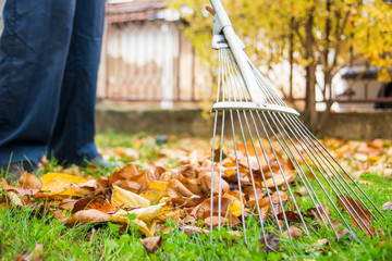 Man cleaning fallen autumn leaves in the yard