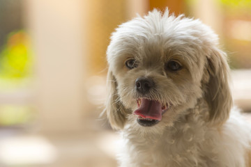 A dog is anxious and tongue stick out.