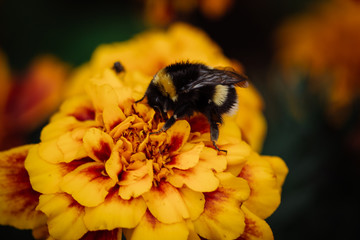 Bee