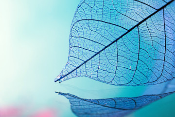 Skeleton leaves on blured background, close up