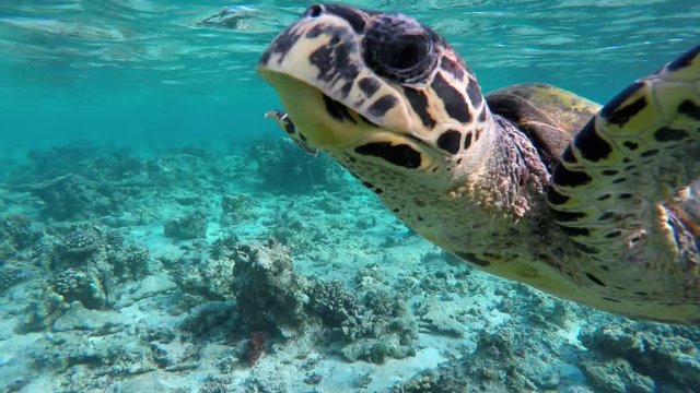 eine Schildkröte schwimmt zum Luft holen an die Wasseroberfläche und taucht dann wieder ab