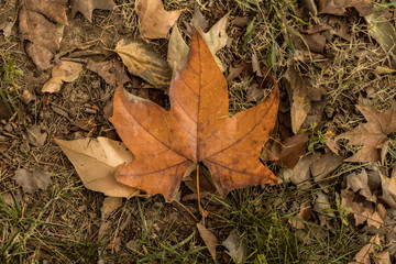 Red maple leaf dried pine cones naturally on the ground as a symbol of autumn.