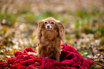 Dog  breed chihuahua sitting on a red shawl in the autumn forest