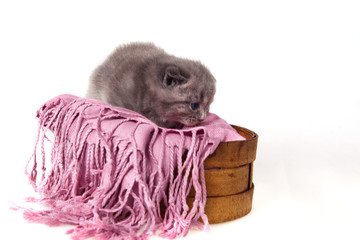 Gray Scottish Fold kitten  in a basket with purple shawl