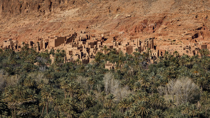 Palmeraie marocaine