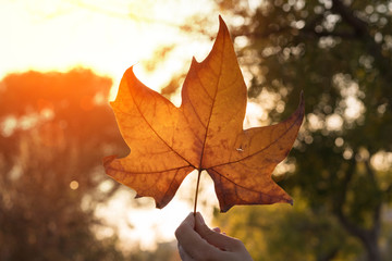 Red maple leaf as an autumn symbol