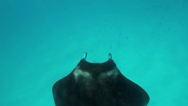 ein sehr gro&szlig;er Manta (Mantarochen) schwimmt im Ozean 