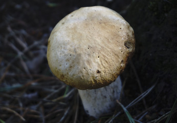 about the white mushroom