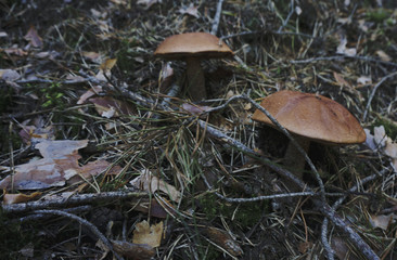 boletus or forest krasnogolowy
