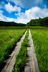 尾瀬の木道とニッコウキスゲの大群生、風に靡くワタスゲの穂